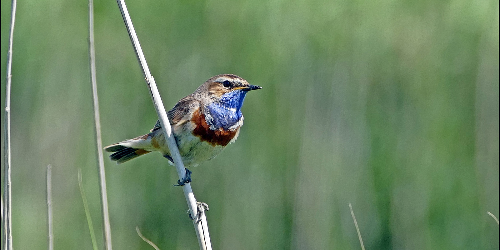 Blauwborst. Foto: Freek Kamst